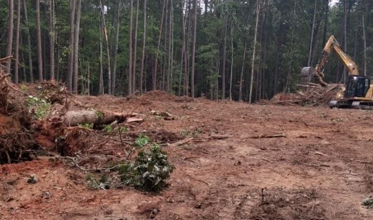 Excavator at a wooded clearing with removed roots, cut logs and brush in the foreground.