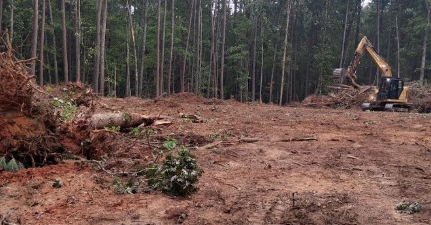 Excavator at a wooded clearing with removed roots, cut logs and brush in the foreground.